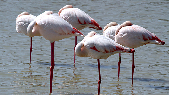 Photo de flamands roses
