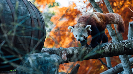 Photo d'un panda roux